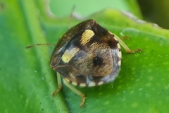 Aspideurus flavescens