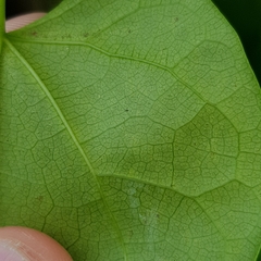Tinospora macrocarpa