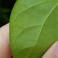 Tinospora macrocarpa