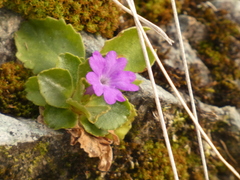 Primula