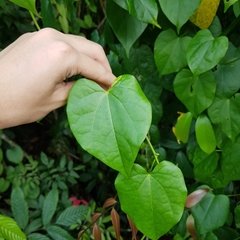 Tinospora macrocarpa