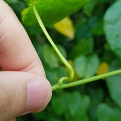 Tinospora macrocarpa