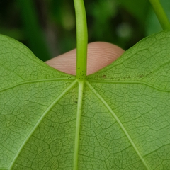 Tinospora macrocarpa