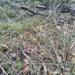 Diuris sulphurea
