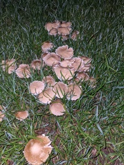 Candolleomyces