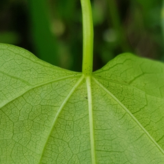 Tinospora macrocarpa