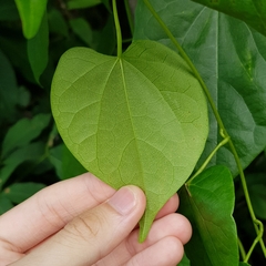 Tinospora macrocarpa