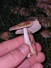 Candolleomyces