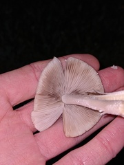 Candolleomyces