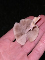 Candolleomyces
