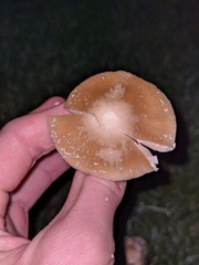 Candolleomyces