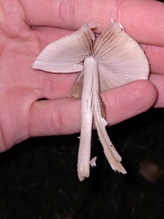 Candolleomyces