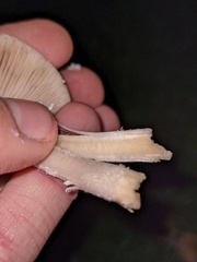 Candolleomyces