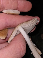 Candolleomyces