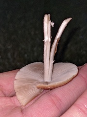 Candolleomyces