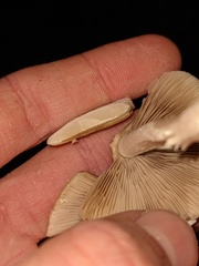 Candolleomyces