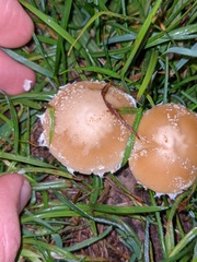 Candolleomyces
