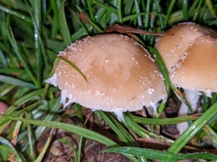 Candolleomyces