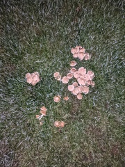Candolleomyces