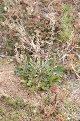 Lepidium africanum