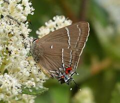 Parrhasius moctezuma