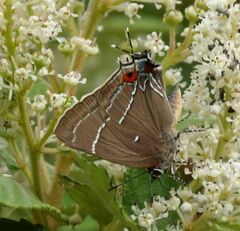 Parrhasius moctezuma