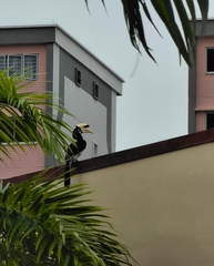 Anthracoceros albirostris