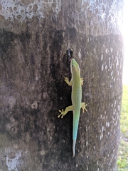 Phelsuma dubia