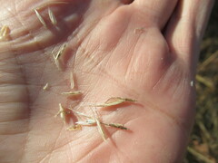 Achnatherum sibiricum