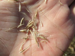 Achnatherum sibiricum