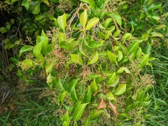 Syzygium