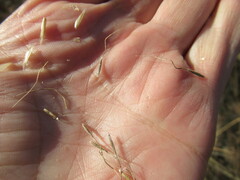Achnatherum sibiricum