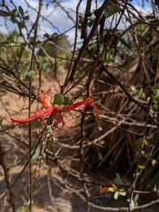 Loranthaceae