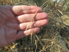 Achnatherum sibiricum