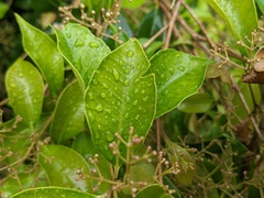 Syzygium