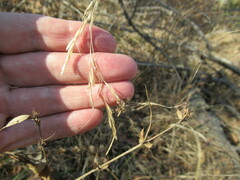 Achnatherum sibiricum