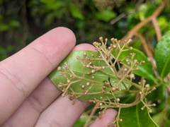Syzygium