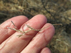 Achnatherum sibiricum