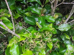 Syzygium