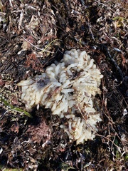 Sepioteuthis australis