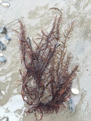 Grateloupia subpectinata