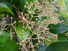 Syzygium