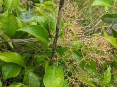 Syzygium