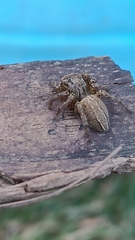 Plexippus setipes