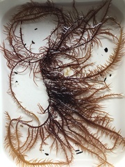 Grateloupia subpectinata