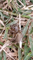 Plexippus setipes
