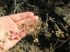 Kitagawia baicalensis