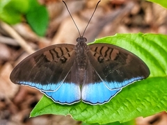 Tanaecia iapis puseda