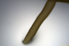 Grateloupia subpectinata