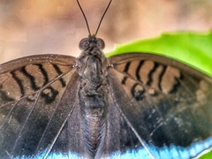 Tanaecia iapis puseda